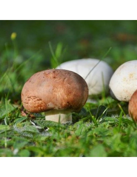 Agaricus blazei Murill je vysoce ceněná medicinální houba